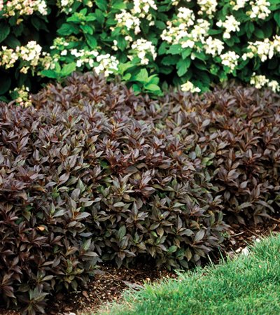 Weigela Midnight Wine®